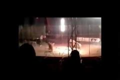 Ανατριχιαστικό βίντεο! Τίγρης σκότωσε εκπαιδευτή μπροστά στους θεατές τσίρκου!