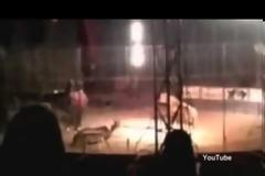 Τίγρη κατασπαράσσει τον εκπαιδευτή της μέσα σε τσίρκο [video]