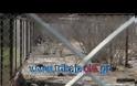 Τρίκαλα: Διαμάχη Κυνηγετικών Συλλόγων για ψόφιους φασιανούς