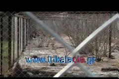 Τρίκαλα: Διαμάχη Κυνηγετικών Συλλόγων για ψόφιους φασιανούς