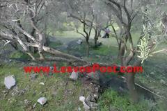 Συνεχίζεται η ελαιοκομιδή στην Λέσβο