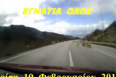 Μπήκαν τα γίδια... στην Εγνατία! (video)