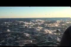 Υπερ-αγέλη δελφινιών εντοπίστηκε στην Καλιφόρνια [video]