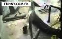 Γορίλας αγκάλιασε 3χρονο που έπεσε στο κλουβί για να το σώσει! [video]