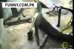 Γορίλας αγκάλιασε 3χρονο που έπεσε στο κλουβί για να το σώσει! [video]