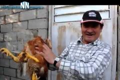 Κόκορας με τρία πόδια στο Αντίρριο… [Video]