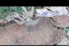 VIDEO: Τέτοια ταραντούλα δεν έχετε ξαναδεί!