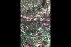 Το μυστηριώδες φυτό που… χορεύει! [Video]