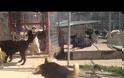 ΣΟΚΑΡΙΣΤΙΚΟ VIDEO: Στο καταφύγιο αδέσποτων σκύλων Πρέβεζας...