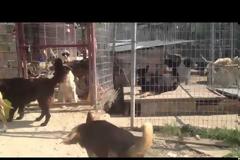 ΣΟΚΑΡΙΣΤΙΚΟ VIDEO: Στο καταφύγιο αδέσποτων σκύλων Πρέβεζας...