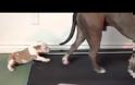 VIDEO: Θα ξετρελαθείτε: Κουτάβι Pit Bull … προσπαθεί να κάνει διάδρομο!