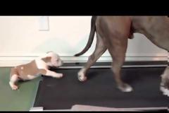 VIDEO: Θα ξετρελαθείτε: Κουτάβι Pit Bull … προσπαθεί να κάνει διάδρομο!