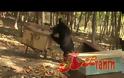Αρκούδα κατέστρεψε μελίσσια στα Αλέστια [video]