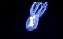 Ενα σπάνιο «γυάλινο» χταπόδι (Βίντεο)