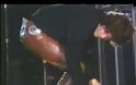 Ray Manzarek και Jim Morrison και πάλι μαζί... στην γειτονιά των αγγέλων [video]