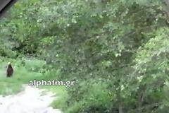 Οι αρκούδες παντού. Οι πολίτες του ν. Καστοριάς τις βρίσκουν ακόμα και μέσα στην πόλη [video]