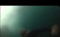 VIDEO: Η μοιραία βουτιά που έπνιξε έναν... κυνηγό ρουφηχτρών