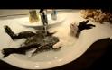 Στην Ελλάδα τα κουνέλια κάνουν… και μπάνιο! [Video]