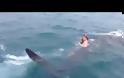 VIDEO: Βούτηξε στο νερό και καβάλησε ένα φαλαινοκαρχαρία!