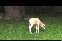 ΕΙΚΟΝΕΣ ΚΑΙ VIDEO: Τα πρώτα βήματα της μικρής αντιλόπης !