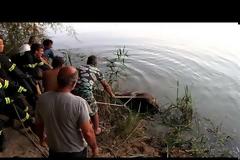 Επιχείρηση της Πυροσβεστικής για τη διάσωση αλόγου στον Αλφειό [video]