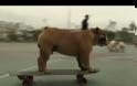Μαθαίνουν σε μπουλντόγκ να κάνουν skateboard! [video]