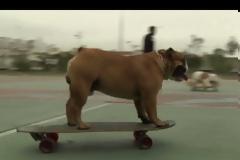 Μαθαίνουν σε μπουλντόγκ να κάνουν skateboard! [video]