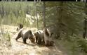 Τι κάνουν οι αρκούδες μόνες τους στο δάσος [Video]