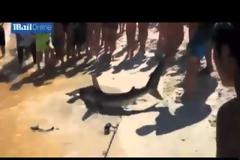 Ψαράς έβγαλε στη στεριά καρχαρία την ώρα που γεννούσε