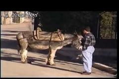 Γάιδαρος που ...μιλάει στα Καλάβρυτα (video)...!!!