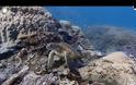 Το Google Street View «βλέπει» κοράλλια