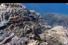 Το Google Street View «βλέπει» κοράλλια