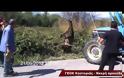 Νεκρή αρκούδα στην Καστοριά – Δείτε σε video την επιχείρηση μετακίνησης του νεκρού ζώου