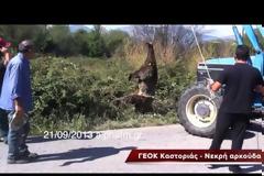 Νεκρή αρκούδα στην Καστοριά – Δείτε σε video την επιχείρηση μετακίνησης του νεκρού ζώου