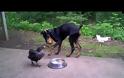 Κότα κλέβει τροφή από Doberman [Video]