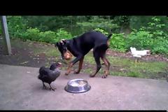 Κότα κλέβει τροφή από Doberman [Video]