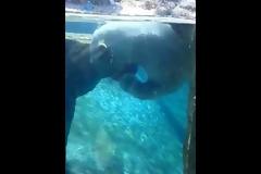 Aρκούδα παίζει μπάσκετ κάτω από το νερό! [video]