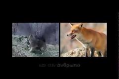 Ενημέρωση από την περιφέρεια κεντρικής Μακεδονίας για τον έλεγχο και την πρόληψη του ιού της λύσσας [video]