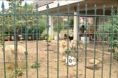 Είχαν 35 σκυλιά στην αυλή τους. Έξαλλοι οι κάτοικοι του χωριού