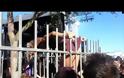 VIDEO: Κοπέλα πήγε να πηδήξει κάγκελα σε συναυλία και...