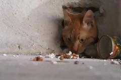Εχτισαν γάτα μέσα σε τοίχο στη Θεσσαλονίκη! (video)