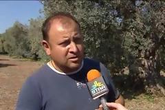 Μηδαμινή παραγωγή και διπλάσιες τιμές από πέρυσι στην ελιά. Σε απόγνωση οι ελαιοπαραγωγοί της Αν. Φθιώτιδας [video]