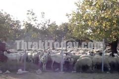 Σε καραντίνα η Ξάνθη λόγω ευλογιάς