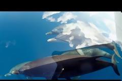 Δελφίνια στον ουρανό [Video]