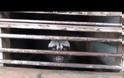 ΣΟΚΑΡΙΣΤΙΚΟ VIDEO: H αλήθεια για τον ακριβότερο καφέ στην κόσμο