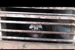 ΣΟΚΑΡΙΣΤΙΚΟ VIDEO: H αλήθεια για τον ακριβότερο καφέ στην κόσμο