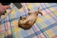 Τα πιάνει τρέλα με το πιστολάκι [Video]