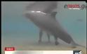 Δελφίνι... γέννησε μπροστά στην κάμερα (video)