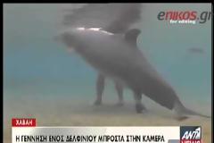 Δελφίνι... γέννησε μπροστά στην κάμερα (video)