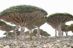 The Dracaena cinnabari tree:Το δέντρο που ματώνει όταν το κόψεις